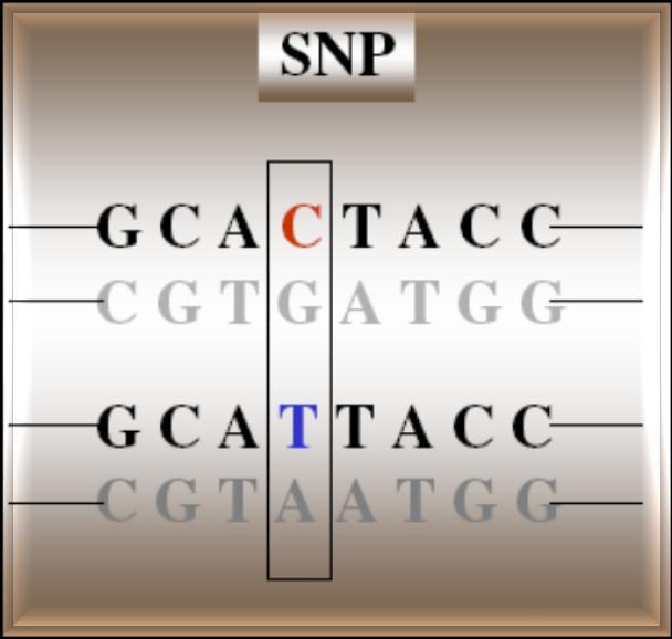 a genomban ATGGCTAA Egy variáció SNP, ha a populáción