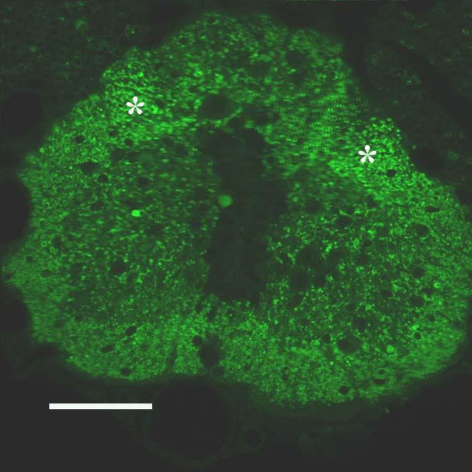 Az immunrekció kirajzolja a fehérállományt. Különösen intenzív immunreakciót látni a fehérállomány dorsolateralis részén (csillag). Mérték: 100 µm 4.2.3.