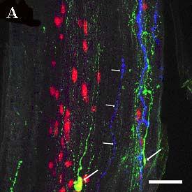 23. ábra Hármas immunjelölés a FT hosszmetszeti képén. A: NeuN jelölés az idegsejtek perikaryonjait tünteti fel (piros). Két neuron SP tartalmú (zöld; nyilak).