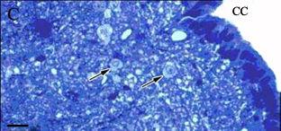 Mérték: 10 µm Immunhisztokémiai vizsgálataink során lényeges eltérés találtunk patkány és macska filum terminaléban a GFAP pozitív glia sejtek és nyúlványaik