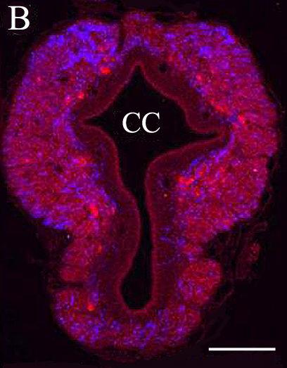 Az immunhisztokémiai vizsgálatok megerısítették, hogy a macska filum terminaléban lényegesen ritkábban fordulnak elı neuronok, mint a patkányéban. 45. ábra.