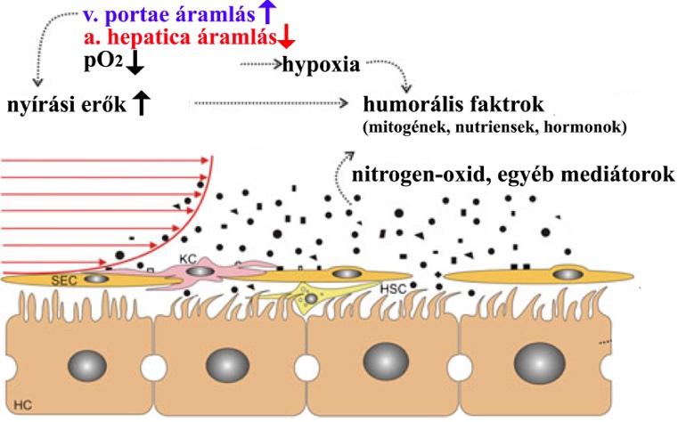 sinusoidalis endothel sejtek fenestratioja, permeabilitása megnövekszik, fokozva a hepatocyták portalis vérben jelen lévő hepatotrophicus molekulákhoz (mitogének, nutriensek, hormonok) való