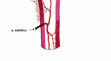 Funkcionális szempontból a csont vérellátsának 6 fő forrását különböztethetjük meg (Glowacki 1998): 1. proximális epifizeális artériák 2. proximális metafizeális artériák 3. a diafizeális a.