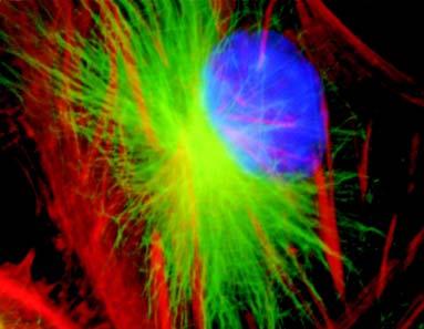 taszítás m> vozás = ölcsöható észecse távolsága o gyesúly ötéstávolság = ötés eega Hemoglob moleula: 4 alegység hem csopotoal, amelye 0 moleuláat öte O Kédés: ha mde ötéstávolság álladóa = 0, ao