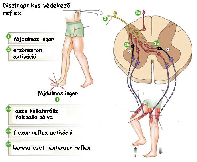 Flexor reflex védekezés, végtag távolítása a fájdalmasveszélyes behatás forrásától bőr fájdalomérző receptorai ingerlődnek átkapcsolódás aktiváló interneuronokra motoneuronok