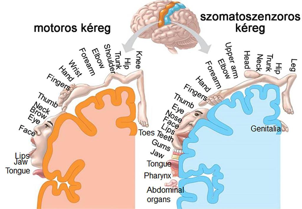 Szomatotopia homonculus: a mozgató pályák kiindulásának és az érző pályák végződésének kérgi vetülete primer motoros kéregben: egymás közelében lévő izmok az agykéregben is egymás mellett