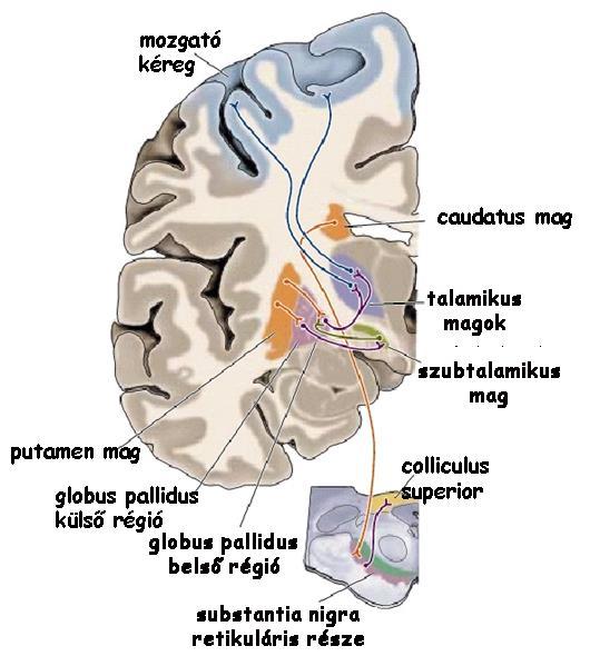Bazális ganglionok rendszere automatikus mozgások kivitelezése izomtónus beállítása érzelmekkel-ösztönökkel kapcsolatos mozgások szervezése ( pszichomotorika) agykéregből kiinduló és oda visszatérő