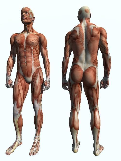 Az ember csontváza és izomrendszere vázizomzat tömege a teljes testtömeg 40-45