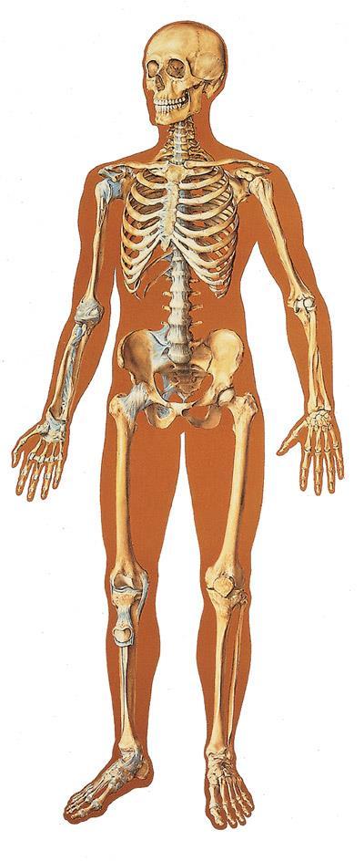 mozgás aktív szerve test vázának (a csontoknak) egymáshoz képesti elmozdítása