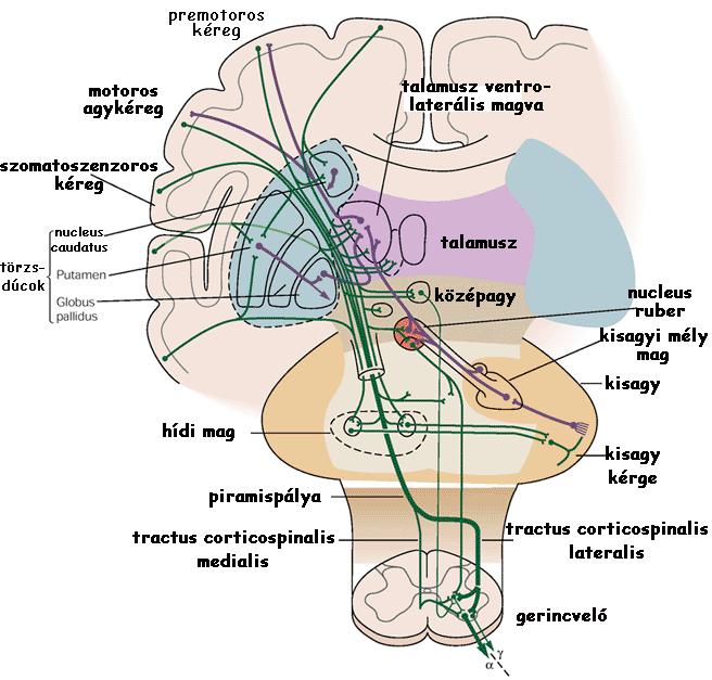 A mozgáskoordináció főbb struktúrái és az izomtónus Izomtónus passzív mozgatással szembeni ellenállás alapja a monoszinaptikus nyújtási reflex akkor is fennáll, ha csak a gerincvelő működőképes