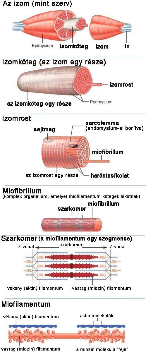 A vázizom szerkezete váz A különböző izomszövetek aktivációja 1) először