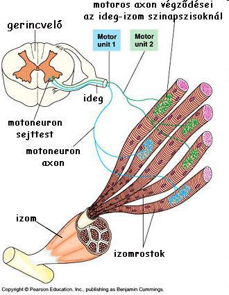 A vázizom beidegzése II.