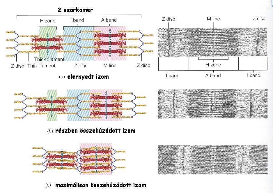 A kontrakció lépései 1) a motoneuron kisülése 2) ACh felszabadulása a véglemezen, kötődése a receptorhoz 3) a véglemezen Na + csatornák nyílnak depolarizáció 4) a