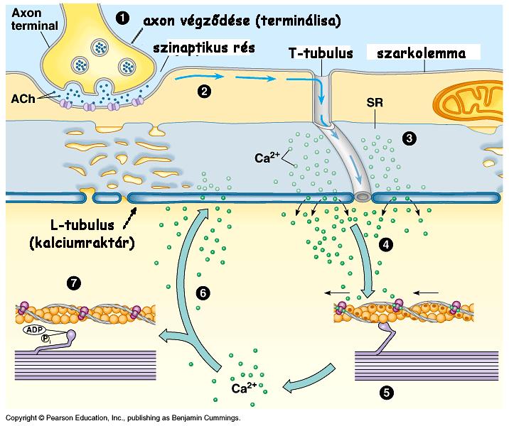 a szarkoplazmatikus reticulumból a ryanodin receptorokon át (Ca 2+ -csatornák) 6) Ca 2+ diffúziója a vékony és vastag filamentumokhoz 7) Ca 2+ kötődése a troponin