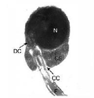 flagellum hossza csatornaharcsánál (Ictalurus punctatus) akár 9 µm is lehet, ráadásul az Apogon nembe tartozó fajokhoz hasonlóan több flagellummal is rendelkezik (MATTEI és MATTEI 1984).