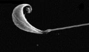 csapósügér esetében pedig egyetlen darab mitokondrium található: angolnában a spermium fejének csúcsán, míg sügérspermiumban a középdarab tartalmazza (ISLAM és AKHTER 211). 3.
