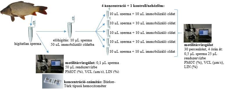 Mindkét halfajban a kísérleteket 5 független mintával végeztem el: zebradánió esetében 5 különböző, több egyedtől származó kevert spermamintát használtam, míg ponty esetében 5 különböző egyedtől