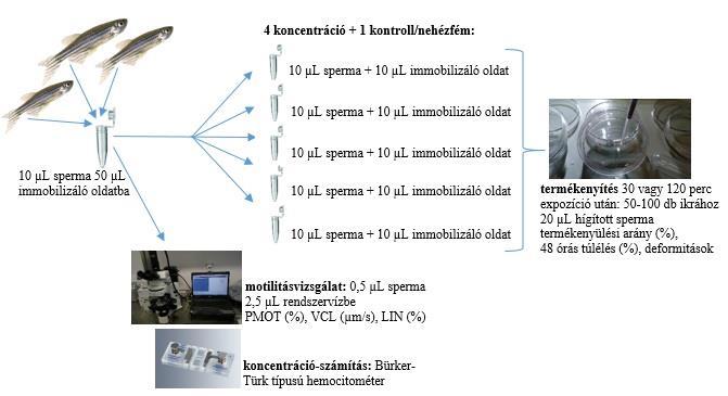 24. ábra: Zebradánió fajban elvégzett termékenyítési kísérletek folyamatábrája. 3.