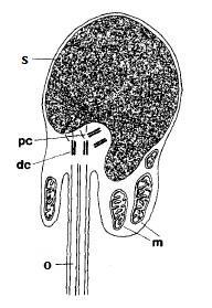 2. IRODALMI ÁTTEKINTÉS 2.1 A halsperma biológiája 2.1.1 A spermium morfológiája A spermium egy speciális feladatot, a megtermékenyítést ellátó, leegyszerűsödött sejttípus.