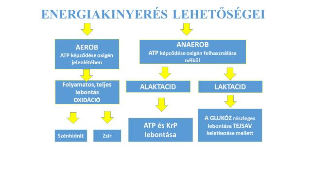 3. ábra Az élő szervezetre jellemző energianyerési lehetőségek. (saját szerkesztés) Mindkét lebontási reakcióban (aerob, anaerob) a felszabaduló energiát, egy un.