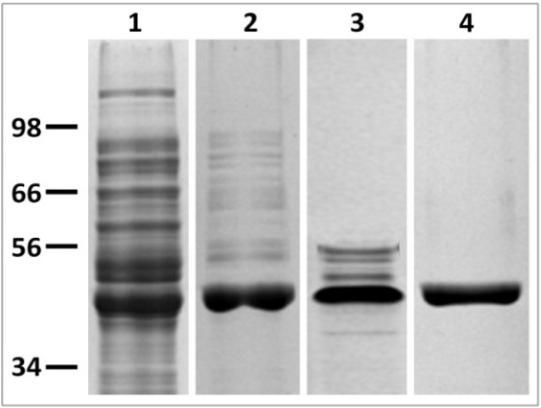 oszlop) vagy ioncserekromatográfiás (2. oszlop) tisztítás után nyert minták SDS- PAGE gélképei. A két módszert egymás után alkalmazva a minta nagyobb fokú tisztaságot mutat (3. oszlop). A kívánt tisztaságú ALP affinitás-, ioncsere- és méretkizárásoskromatográfiák egymás után történő alkalmazásával állítható elő (4.