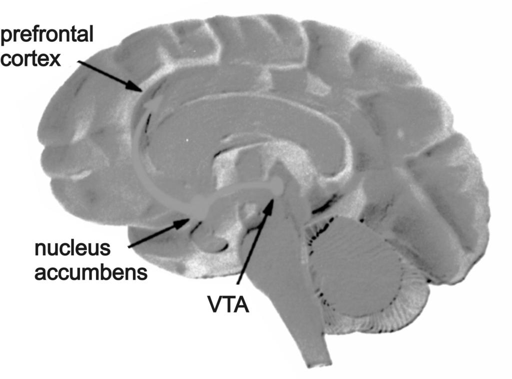 Wollemann Mária A kábítószerek molekuláris biológiai hatásmechanizmusa acetilkolin-receptorok izgatása a Ca ionok permeabilitás fokozásán keresztül többek között noradrenalint és dopamint