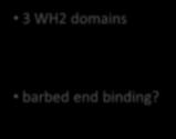 depolymerization change in critical concentration 3 WH2 domains barbed end binding?