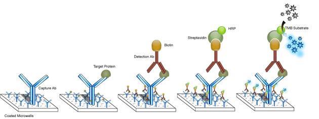 Szendvics ELISA + kromogén 1. Coat készítés elsődleges ellenanyag szilárd fázishoz kötődik 2. antigén (ismeretlen konc.
