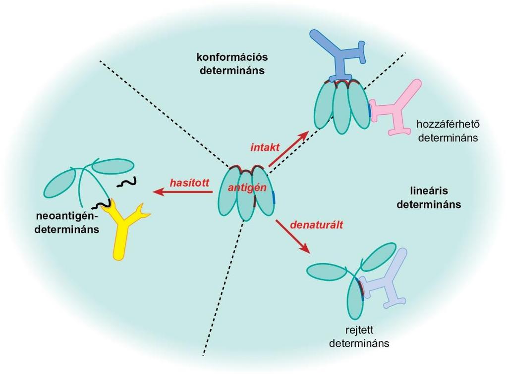 2.2 ábra Antigén felismerés 1.