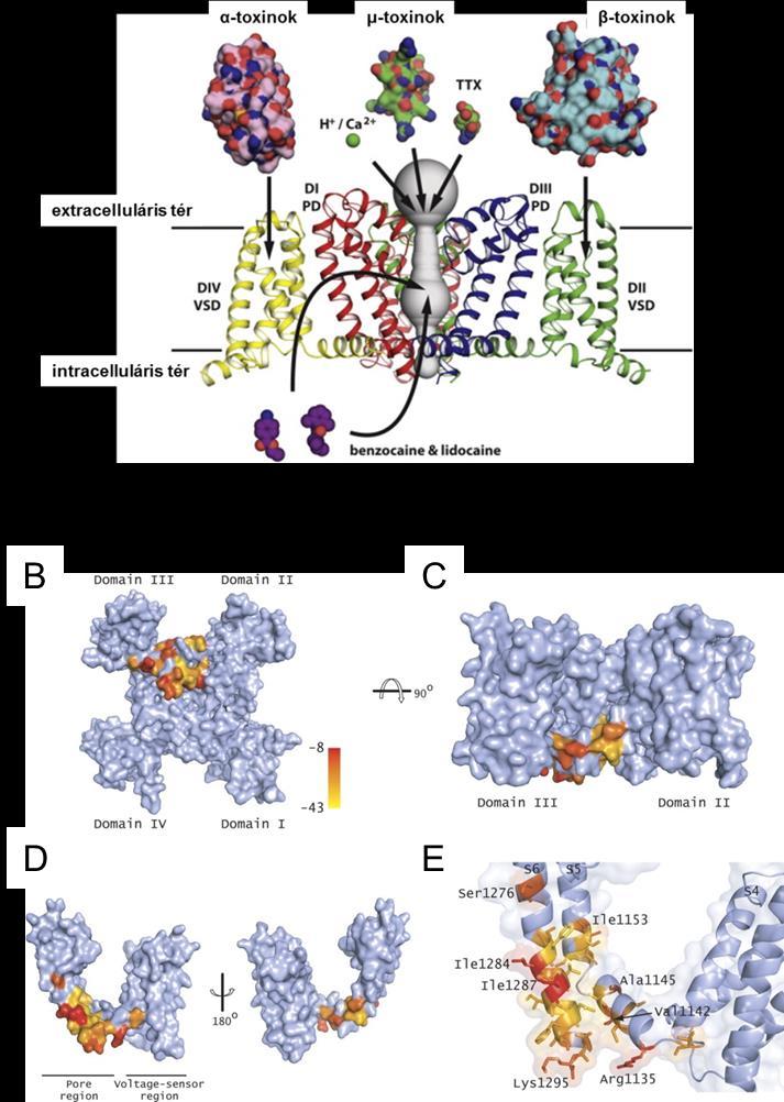 10.ábra: Az eukarióta Na v csatorna farmakológiája. A: Az eukarióta Na v csatorna farmakológiája a bakteriális szerkezetre vetítve.