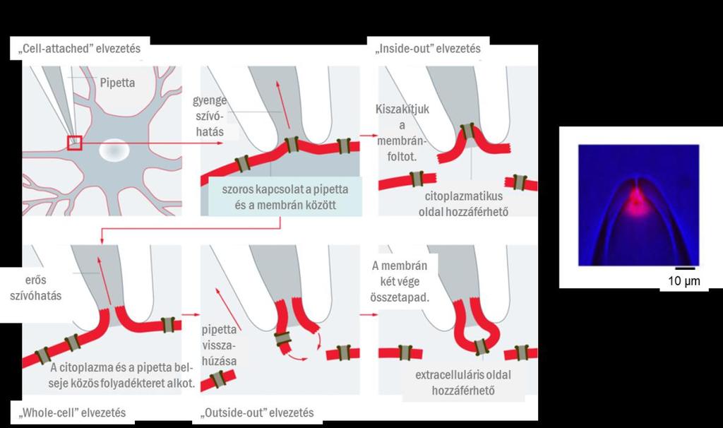 áramot mérhetjük. Ezt, a legleterjedtebben alkalmazott elvezetést, whole-cell (egészsejtes) konfigurációnak hívjuk.