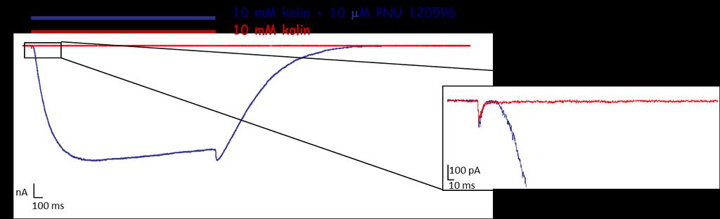 21.ábra: A PNU-120596 vegyület által modulált kolin által kiváltott bifázikus áram. 10 mm kolin és 10 μm PNU-120596 együttes perfúziója (kék regisztrátum) szubmilliszekundumos oldatcsere mellett.