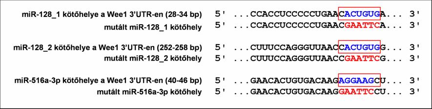 ugyanezeknek a mikro-rns-eknek nem volt hatásuk a kontroll szabályozó régióra (pwee-). A mir- 93-nak és a mir-20a-nak nem volt számottevő hatása a WEE1 3 UTR-re (52. ábra).