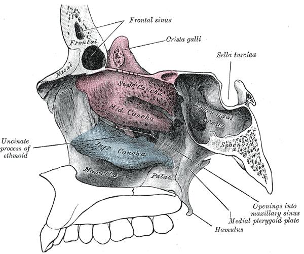 Az orrkagylók mindkét orrfelet három vízszintes orrjáratra osztják.