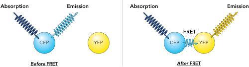 FRET Förster-féle