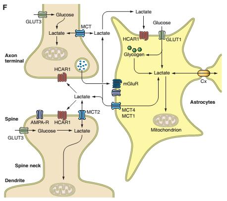 Glia-neuron interakció Metabolikus