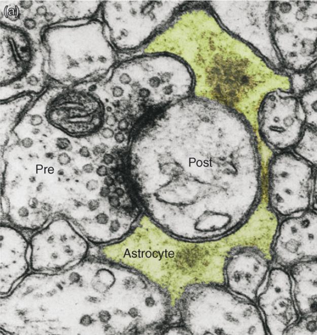 Tripartite szinapszis In 1994, Vladimir Parpura and colleagues conducted a set of experiments making an intriguing discovery: cultured astrocytes release glutamate, which leads to Ca2+ elevation of