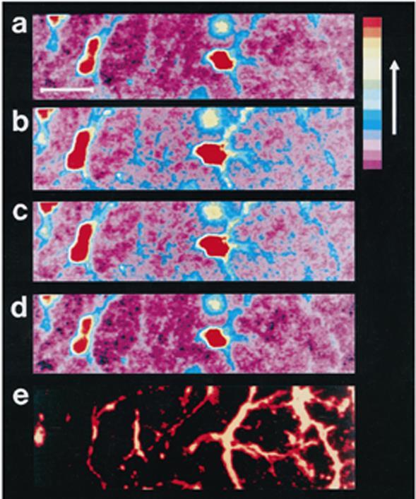 Glia-neuron interakció Neuron Glia szignalizáció a: stimuláció előtt