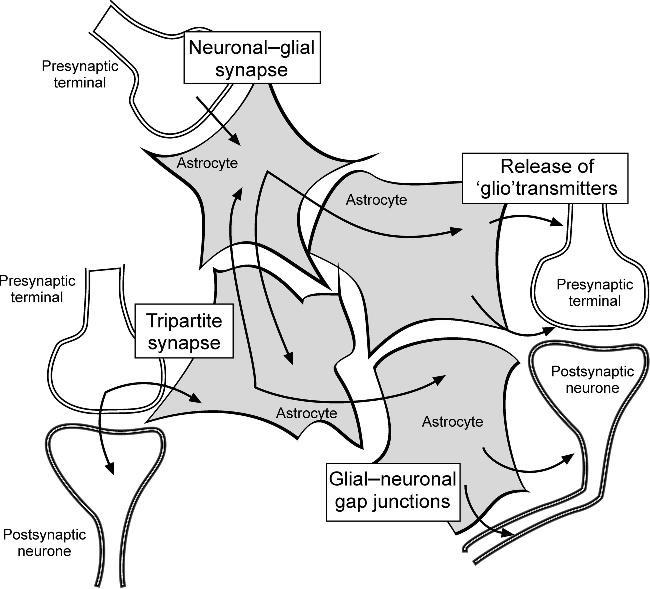 Glia-neuron interakció neuronok által aktivált gliális Ca ++ szignalizáció következtében gliotranszmitter (pl.