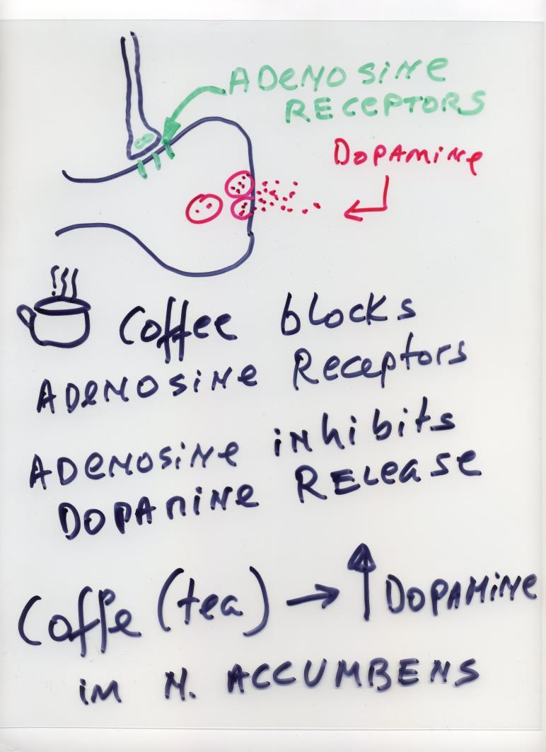 sok Adenozin: - akkumulálódva álmossá tesz, lelassítja a neuronális működést - ér-dilatációt okoz (alvás alatti jobb oxigénellátás) Koffein: - adenozin-receptorhoz köt, melyhez ezáltal az adenozin