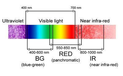 and absorb less light at longer wavelengths.
