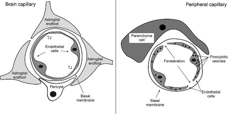 Neurovaszkuláris kapcsoltság Agyi kapilláris Perifériás kapilláris Agyi endotél: