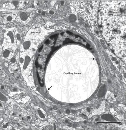 Neurovaszkuláris kapcsoltság endotélsejtek közötti tight junction Agyi