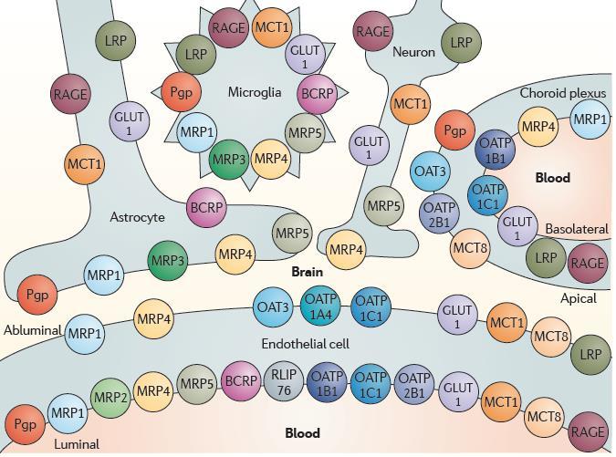 Neurovaszkuláris kapcsoltság Transzporter rendszerek (protein szinten ismertek) BCRP, breast cancer resistance protein (also known as ABC transporter G family member 2); GLUT, solute carrier family