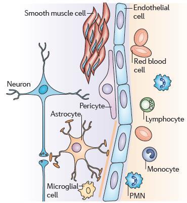 Neurovaszkuláris kapcsoltság Neurovaszkuláris