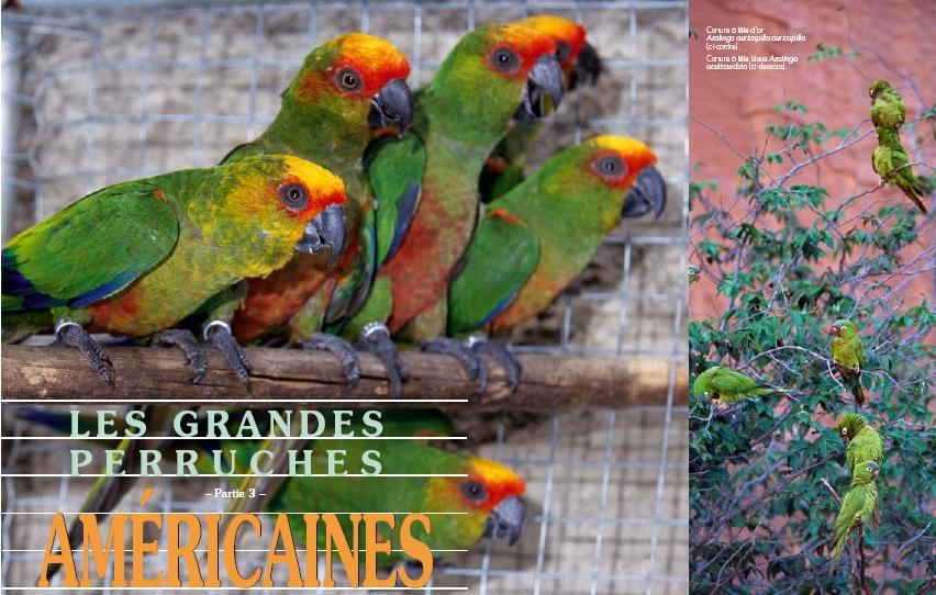 Bal oldali kép: Aranysapkás papagáj (Aratinga auricapilla auricapilla) Jobb