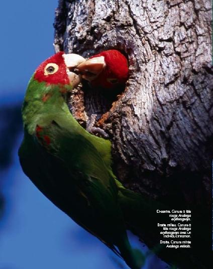 Délebbre, végig Amazónia andoki erdein Perutól Argentínáig él két alfaja - (bár újabb kutatások szerint lehet hogy két külön fajról van szó) - a püspöksüveges ékfarkú papagájnak, az Aratinga