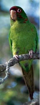 A sorban a következő a guayaquil papagáj (Aratinga erythrogenys), mely Ecuador déli részének Csendes-óceáni partvidékén és Peru észak-nyugati részén honos.