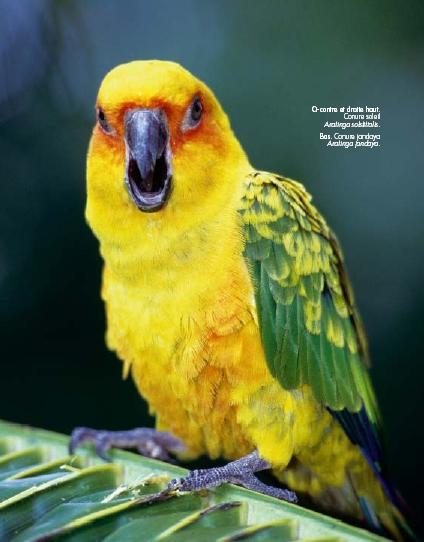 Szemben és jobbra felül: Nap papagáj (Aratinga solstitialis) * (19) lásd megjegyzést Lent: Janday papagáj (Aratinga jandaya) De annak, aki a szépségről beszél, még egyszer át kell kelnie a