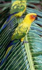 De annak, aki a szépségről beszél, még egyszer át kell kelnie a  E madár nem lopta a nevét, ő a pálmás szavanna csodálatos madara, arany- narancs- és vérszínben pompázik.